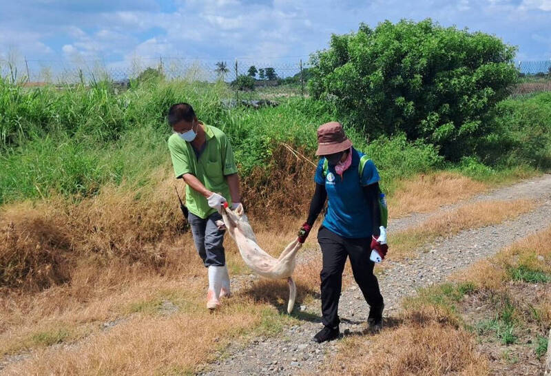 台南学甲野狗伤人 动保处出动大型围篱要一网打尽逮「凶手」 自由时报电子报