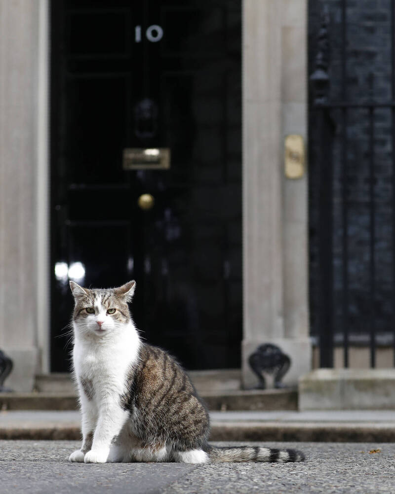 英国政府「守护神」 第一猫赖瑞：谁当选我都会盯着 自由时报电子报